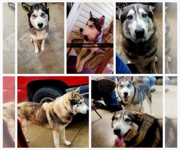 Medium Photo #1  Breeder Profile in SOUTH SHORE, KY, USA