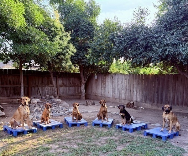 Medium Photo #2  Breeder Profile in FRESNO, CA, USA