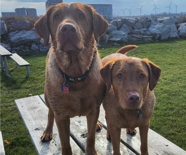 Medium Photo #48  Breeder Profile in BUFFALO, NY, USA