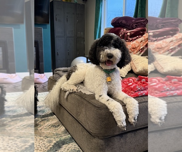 Medium Photo #9  Breeder Profile in DEER PARK, WA, USA