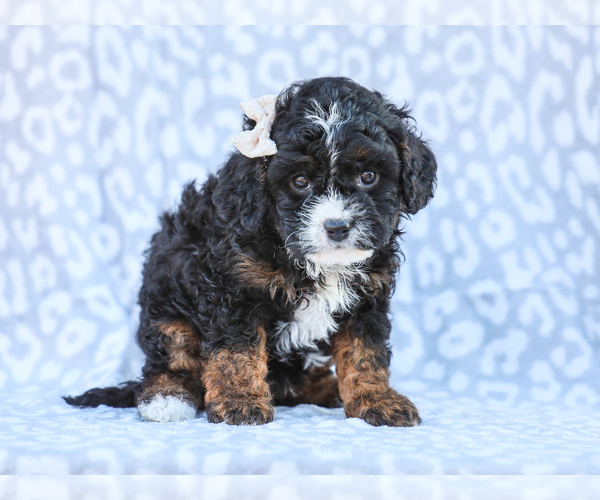 Medium Photo #7  Breeder Profile in LIBERTY, KY, USA