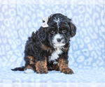 Small Photo #7  Breeder Profile in LIBERTY, KY, USA