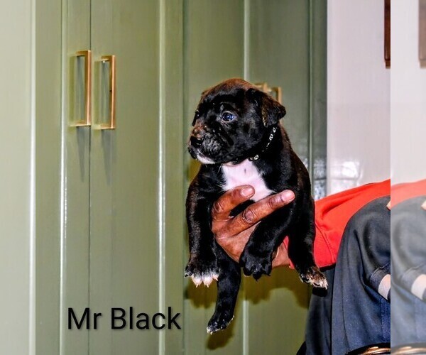 Medium Photo #18  Breeder Profile in PHILADELPHIA, PA, USA