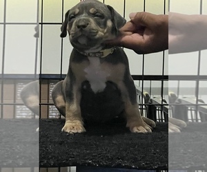 American Bully Dog Breeder in BAYVILLE,  USA