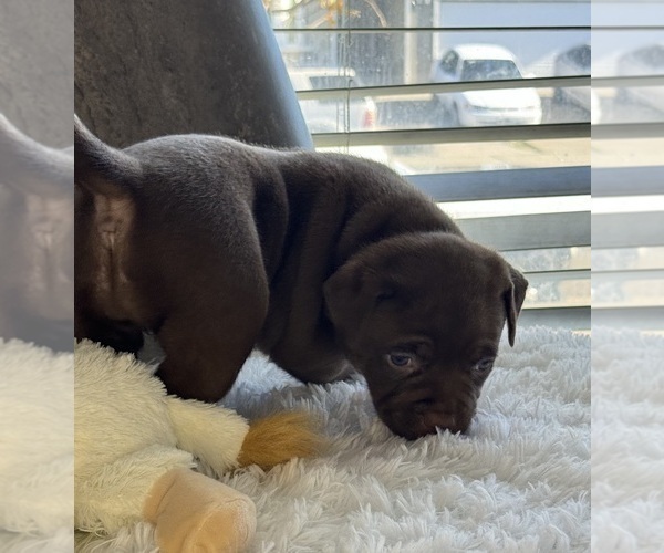 Medium Photo #4  Breeder Profile in FAIRFIELD, CA, USA