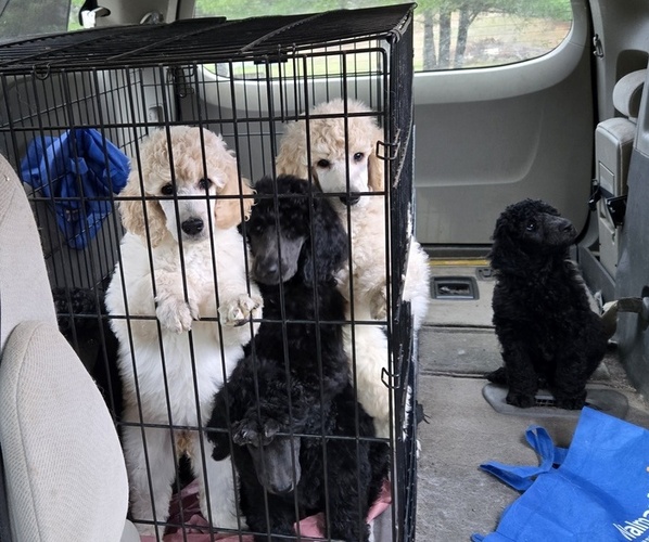 Medium Photo #3  Breeder Profile in HAMMOND, ME, USA