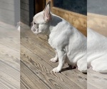 Small #37 Breeder Profile image