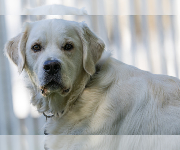 Medium Photo #23  Breeder Profile in ROWLEY, MA, USA