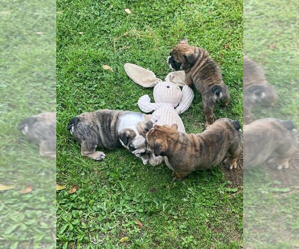 Medium Photo #1  Breeder Profile in WALLER, TX, USA