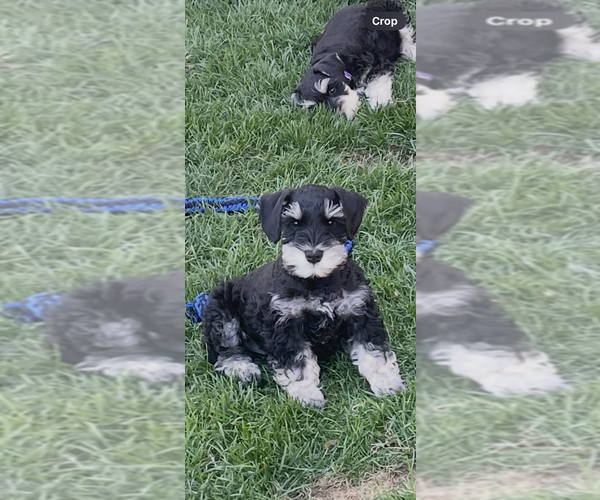 Medium Photo #3  Breeder Profile in WOLCOTTVILLE, IN, USA