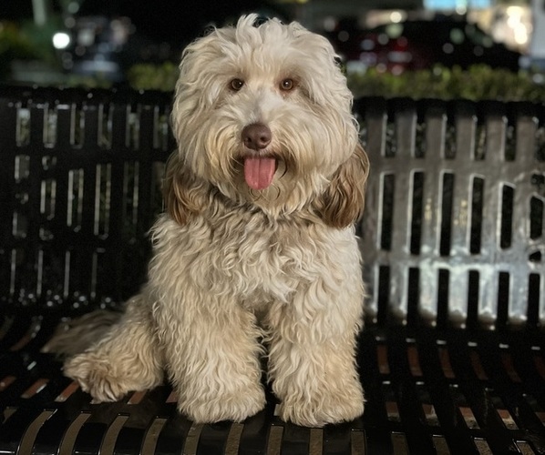 Medium Photo #1  Breeder Profile in SARASOTA, FL, USA