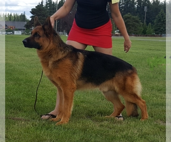 Medium Photo #1  Breeder Profile in SPANAWAY, WA, USA