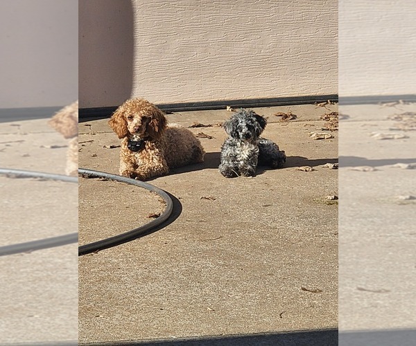 Medium Photo #12  Breeder Profile in NEENAH, WI, USA