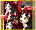 Small breeder photo