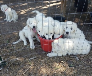 Maremma Sheepdog Dog Breeder near ALVORD, TX, USA