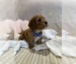 Small #3 Breeder Profile image