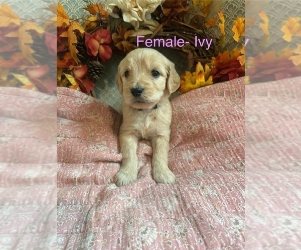 Medium Photo #5  Breeder Profile in BLANCHESTER, OH, USA