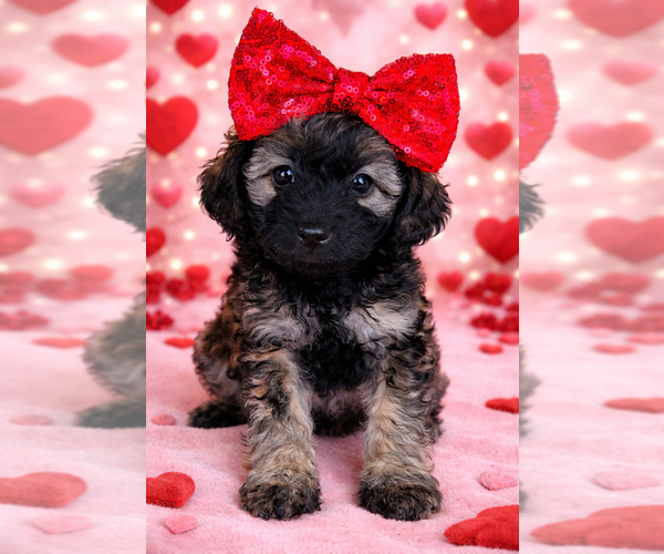 Medium Photo #8  Breeder Profile in HANFORD, CA, USA