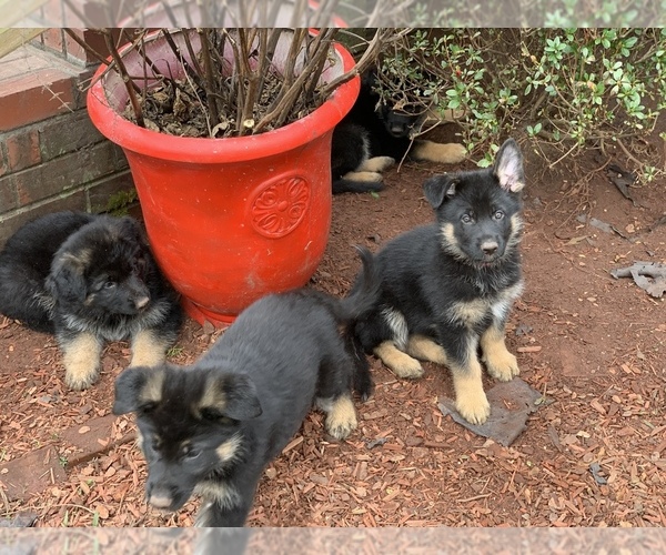Medium Photo #1  Breeder Profile in ROUND O, SC, USA