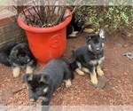 Small breeder photo