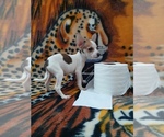 Small breeder photo