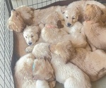Small breeder photo