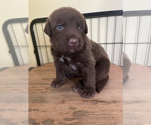 Chesapeake Bay Retriever Dog Breeder in HOMER,  USA