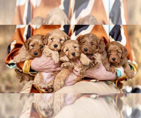 Medium Photo #7  Breeder Profile in BAKERSFIELD, CA, USA