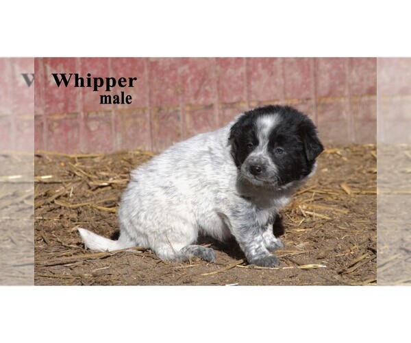 Medium Photo #27  Breeder Profile in CLARE, MI, USA