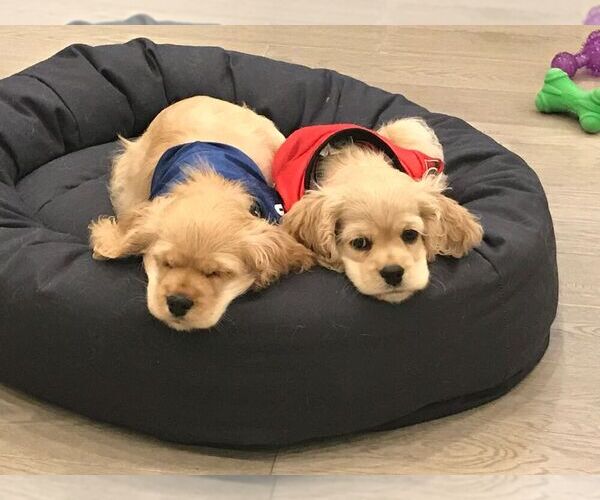 Medium Photo #51  Breeder Profile in Aylmer, Ontario, Canada