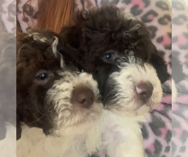 Medium Photo #47  Breeder Profile in YUBA CITY, CA, USA