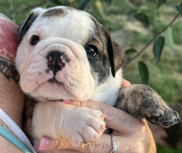 Medium Photo #9  Breeder Profile in SALEM, OR, USA