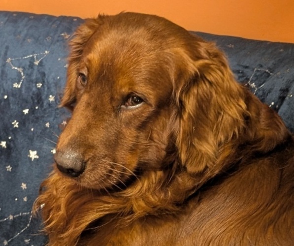 Medium Photo #1  Breeder Profile in DUNLAP, TN, USA