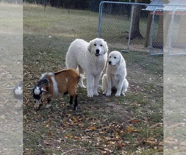 Medium Photo #1  Breeder Profile in HUNTSVILLE, TX, USA