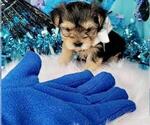Small #1 Breeder Profile image