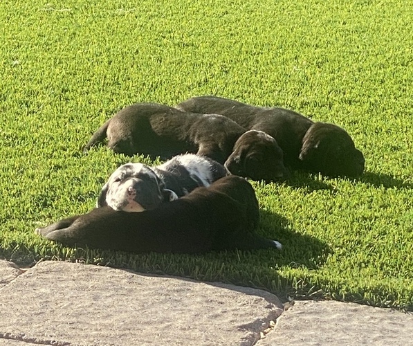 Medium Photo #1  Breeder Profile in GLENDALE, AZ, USA