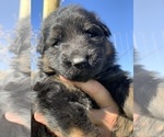 Small #73 Breeder Profile image
