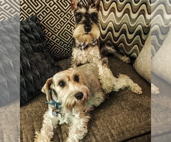 Medium Photo #1  Breeder Profile in CO SPGS, CO, USA