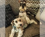Small breeder photo