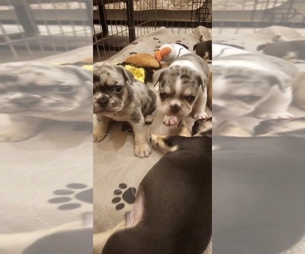 Medium Photo #37  Breeder Profile in CHINO HILLS, CA, USA