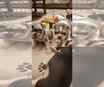 Small #36 Breeder Profile image