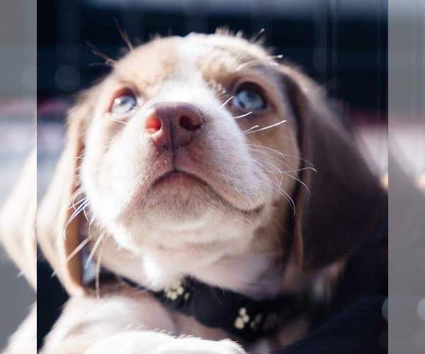 Medium Photo #1  Breeder Profile in ABERDEEN, WA, USA