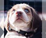 Small breeder photo