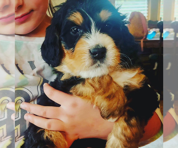 Medium Photo #5  Breeder Profile in EAST LONGMEADOW, MA, USA