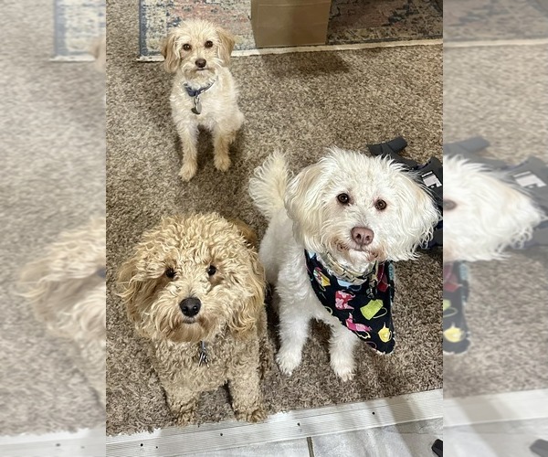 Medium Photo #1  Breeder Profile in MURFREESBORO, TN, USA