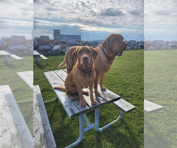 Medium Photo #61  Breeder Profile in BUFFALO, NY, USA