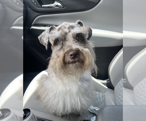 Schnauzer (Miniature) Dog Breeder near HOUSTON, TX, USA