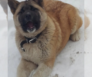 Akita Dog Breeder near COLUMBUS, OH, USA