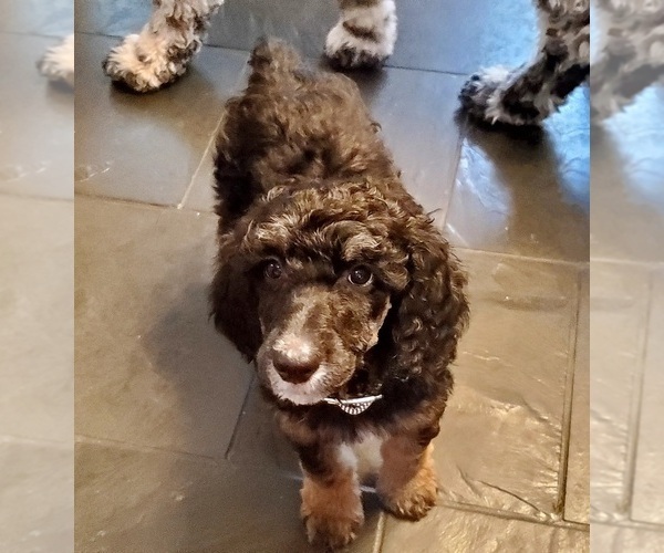 Medium Photo #1  Breeder Profile in BALLWIN, MO, USA