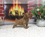 Small #102 Breeder Profile image